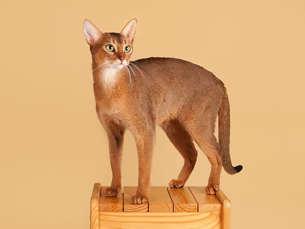 Abyssinian