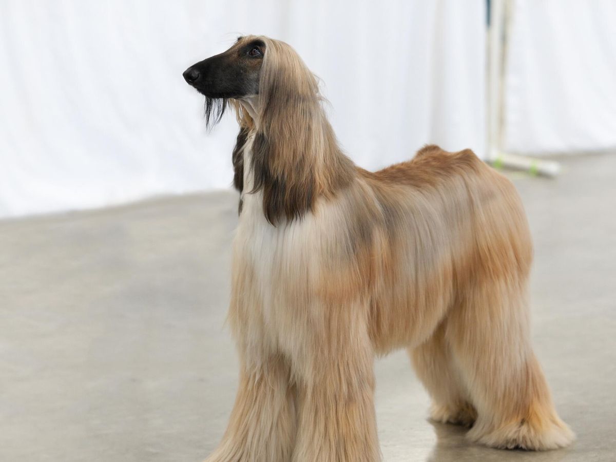 Afghan Hound