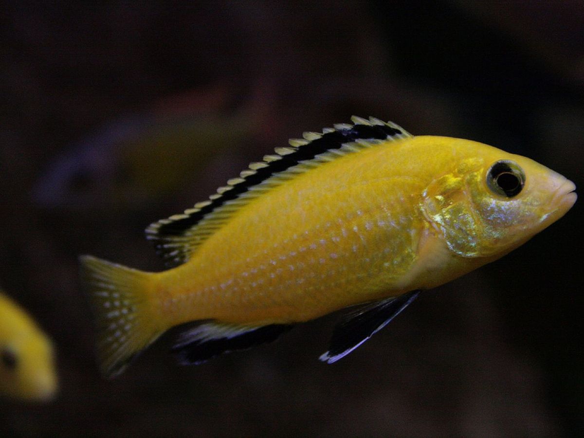 African cichlids