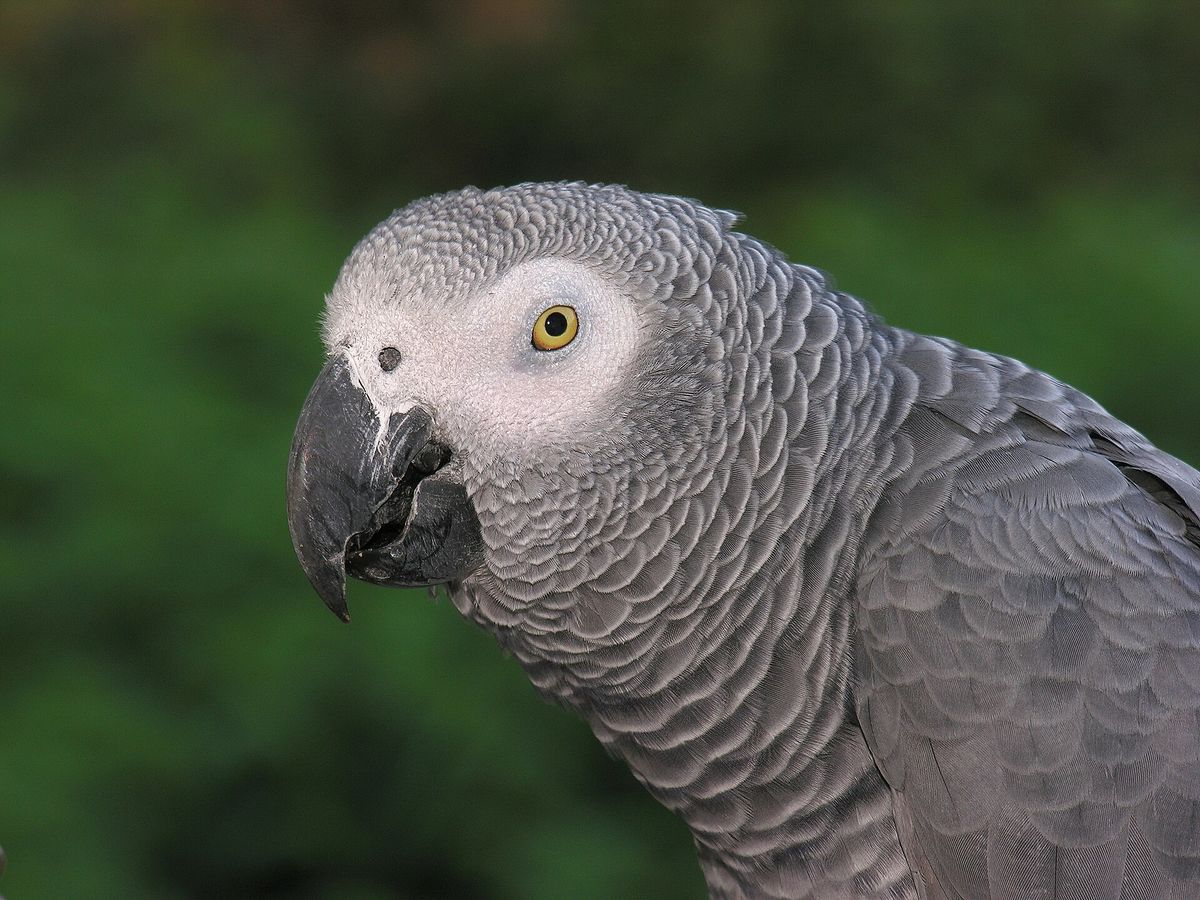 African grey parrot