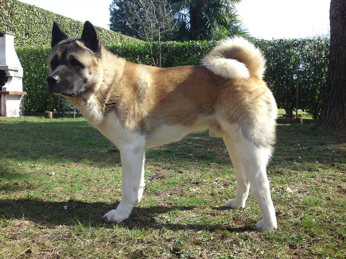 Akita