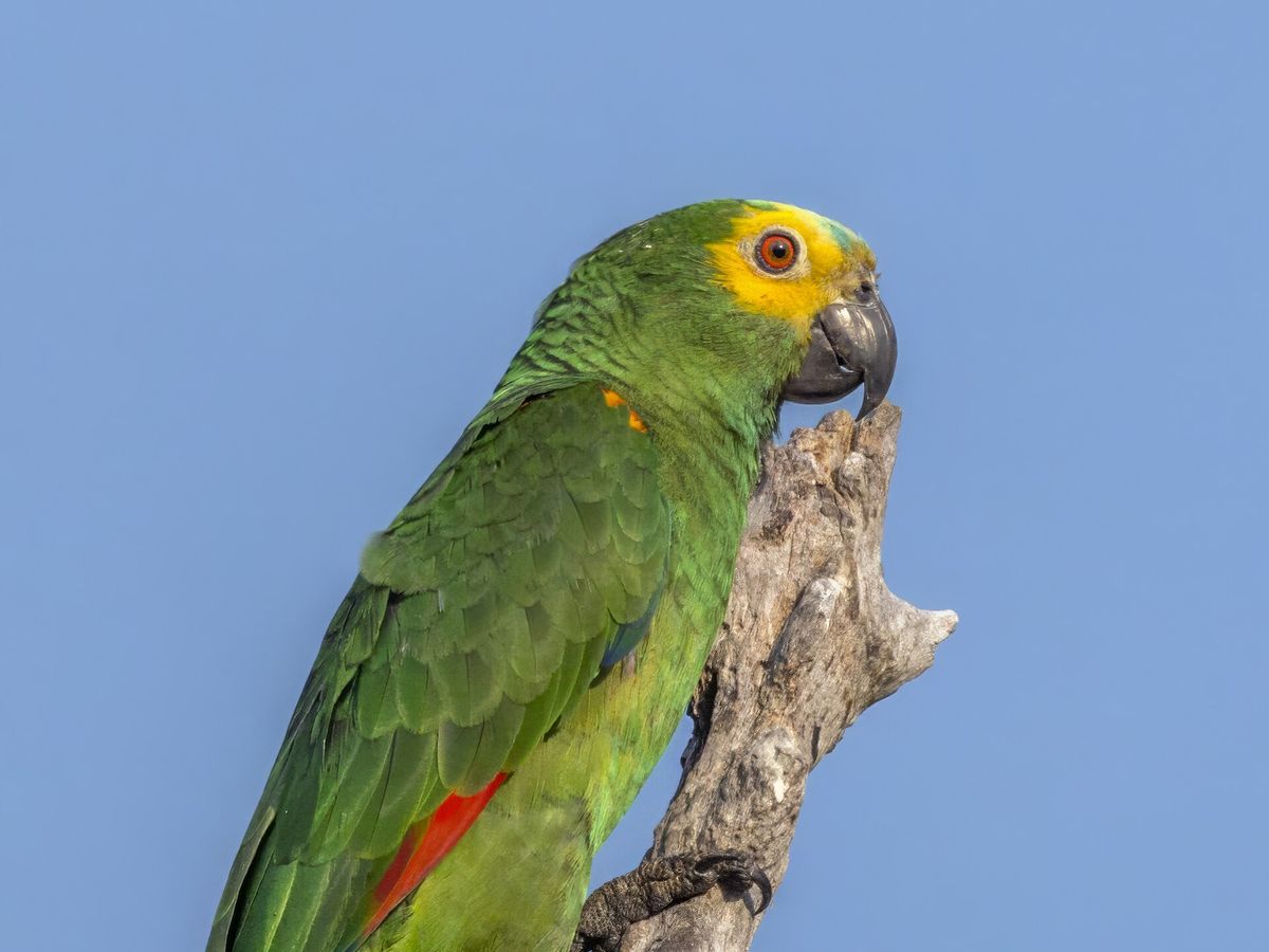 Amazon parrot