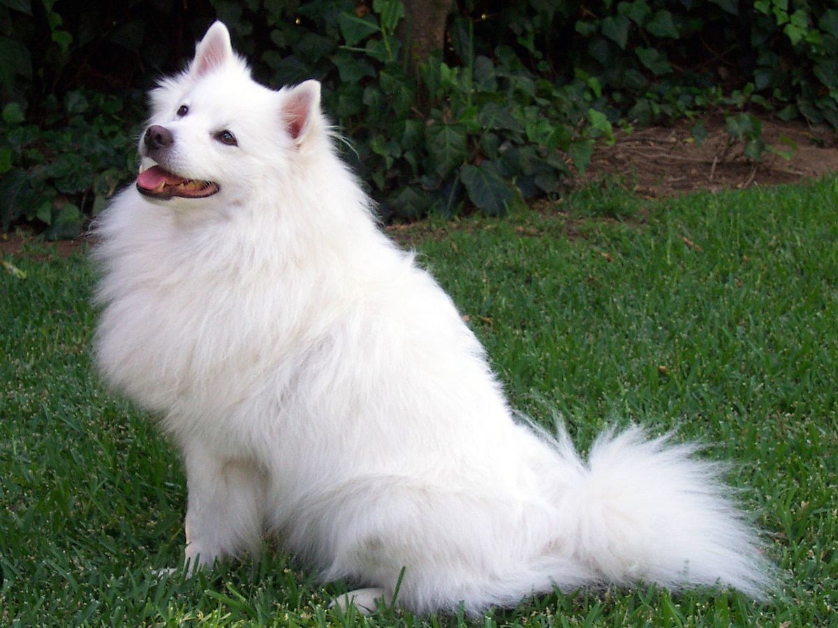 American Eskimo Dog