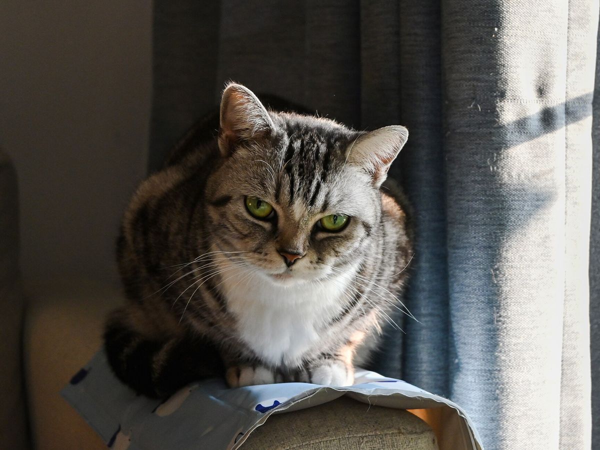 American Shorthair