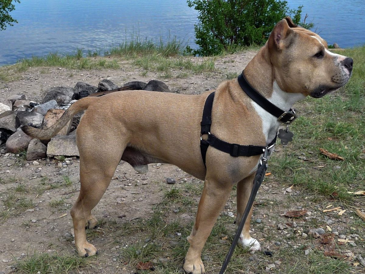 American Staffordshire Terrier
