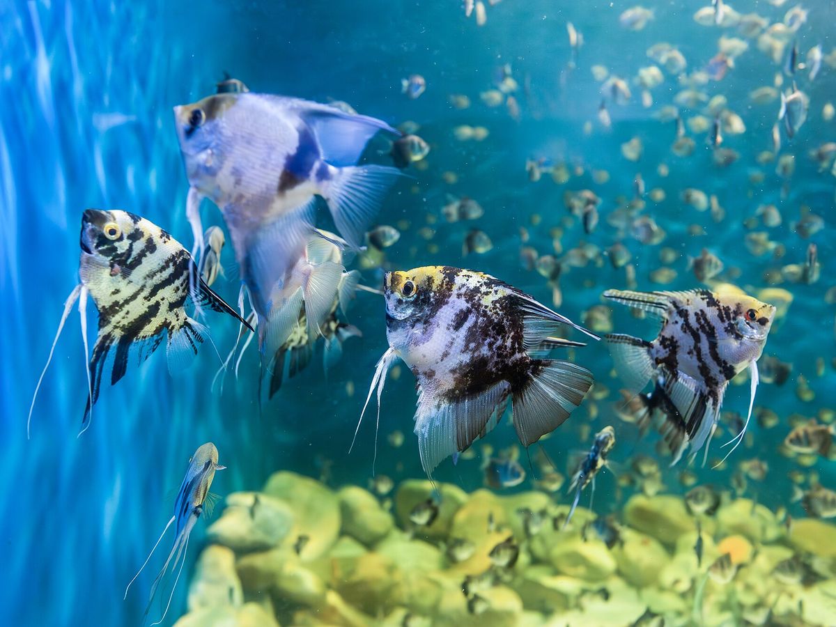 Angelfish