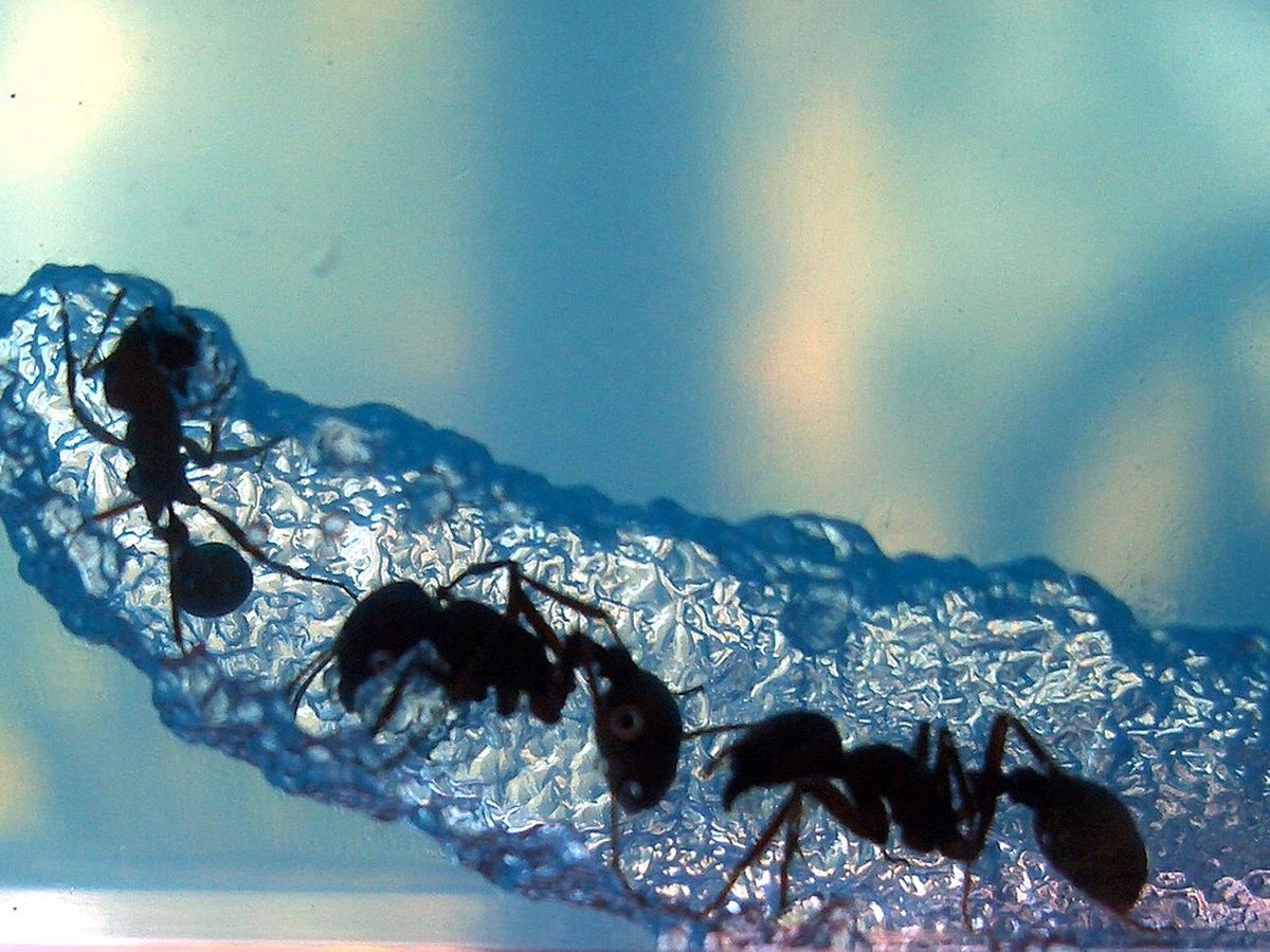 Ant Farm