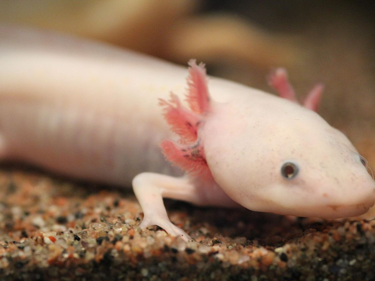 Axolotl
