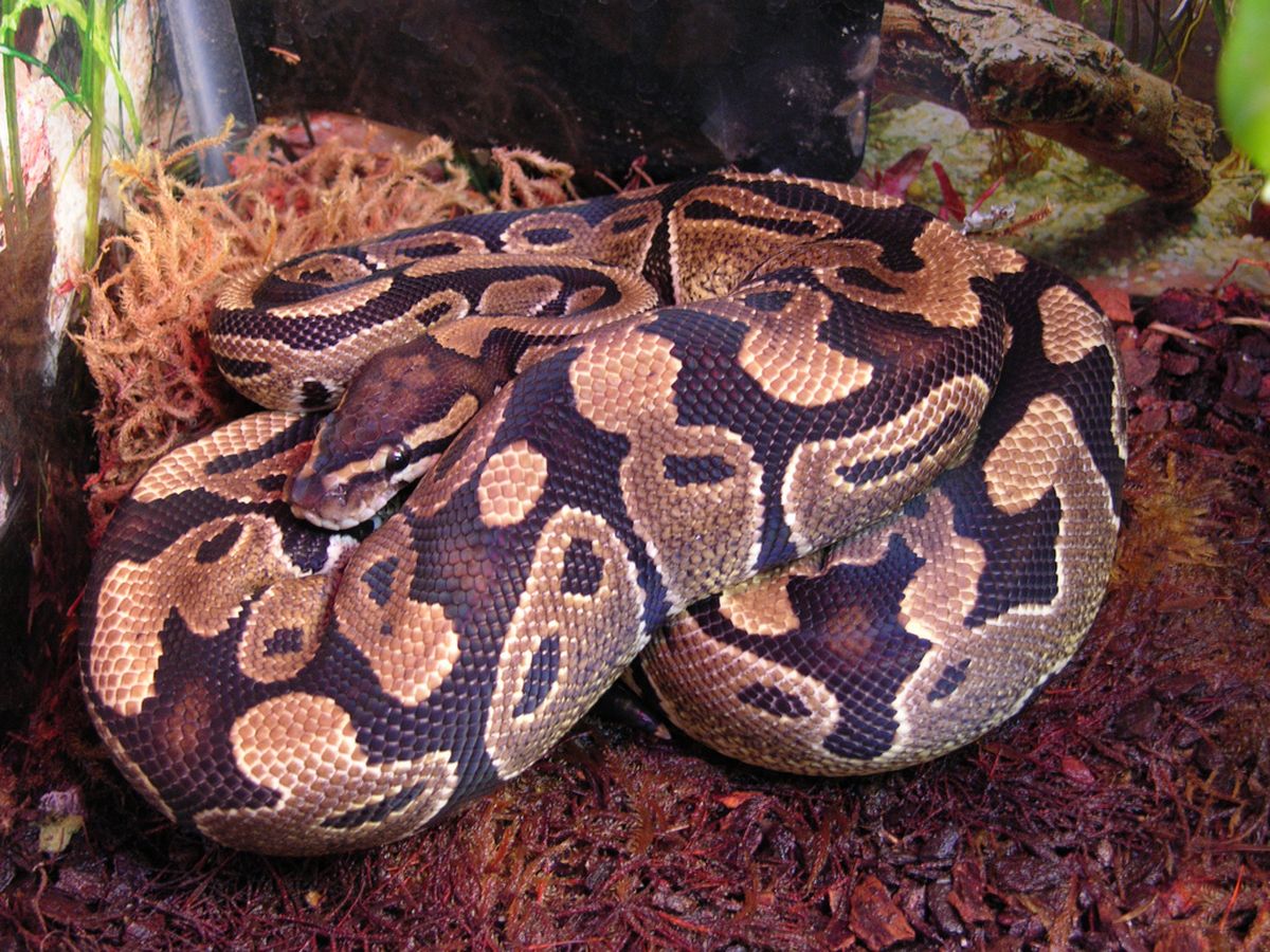 Ball python