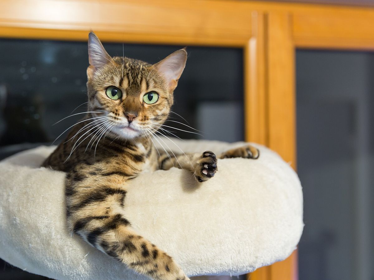Bengal