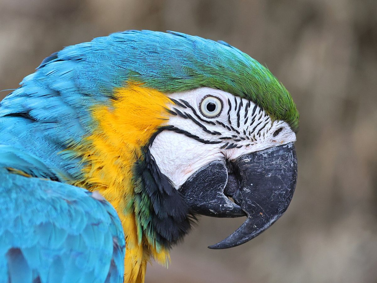 Blue-and-gold macaw