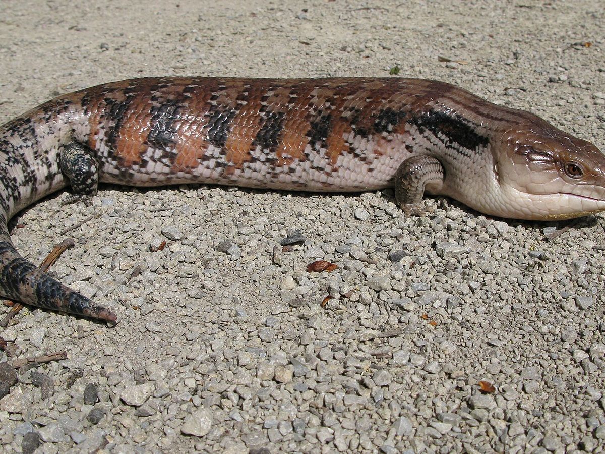 Blue-tongued skink
