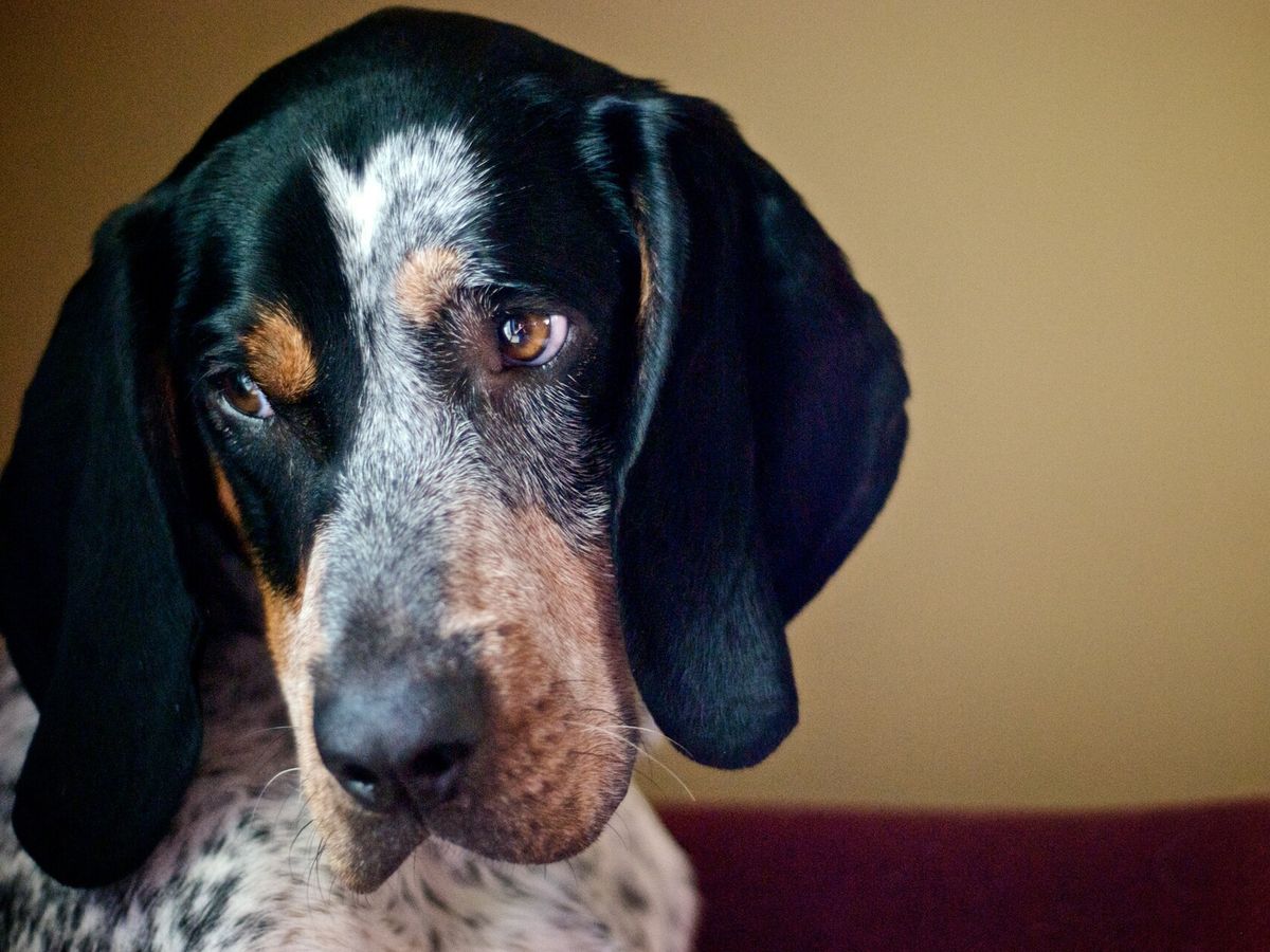 Bluetick Coonhound