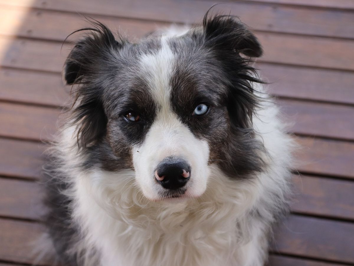 Border Collie