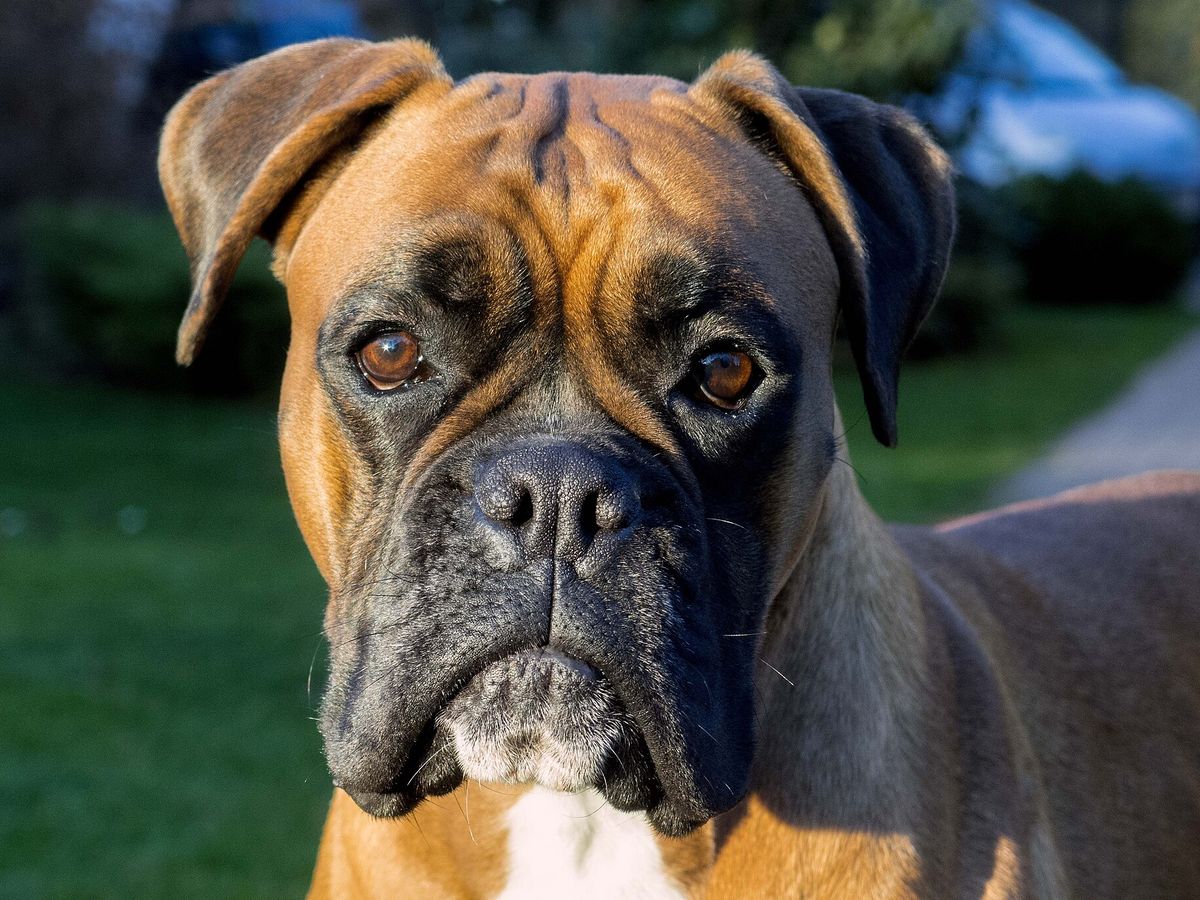Boxer