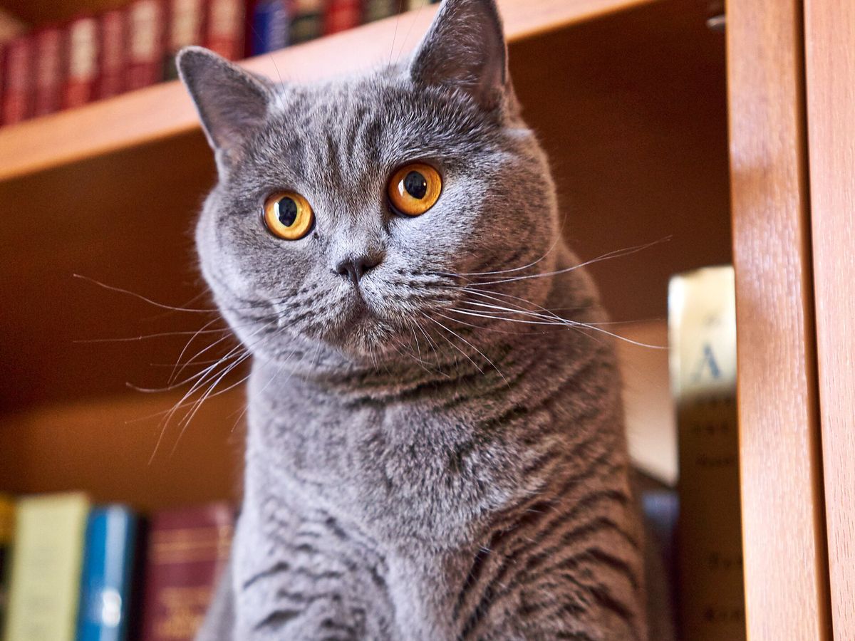 British Shorthair