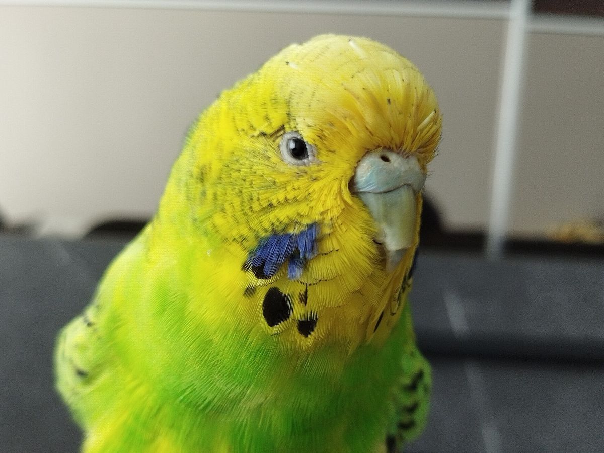 Budgie