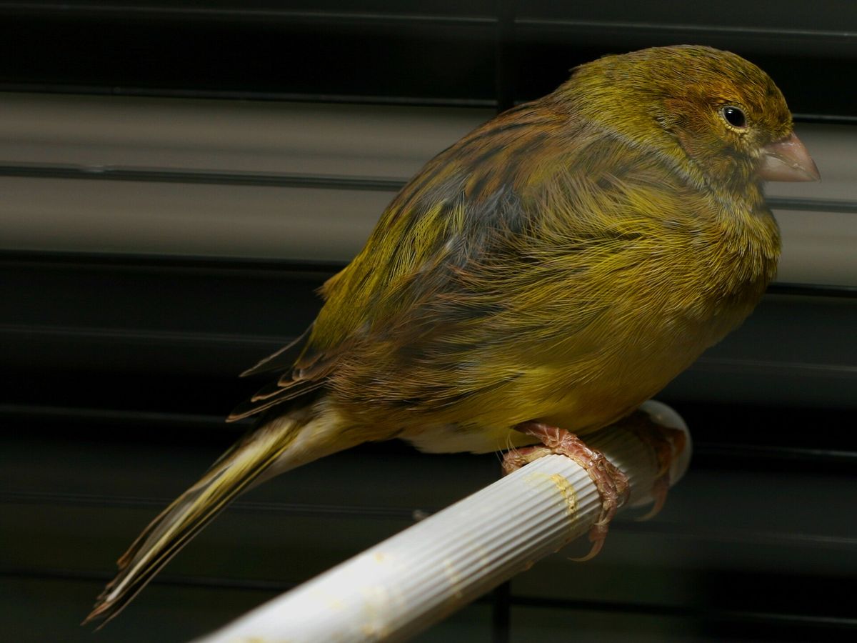Canary
