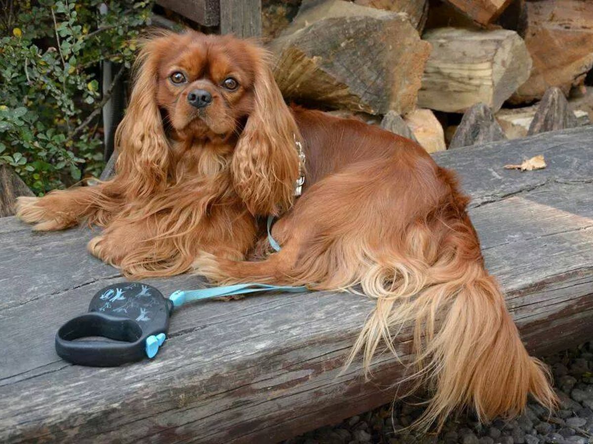 Cavalier King Charles Spaniel