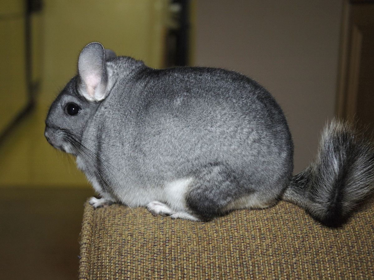 Chinchilla