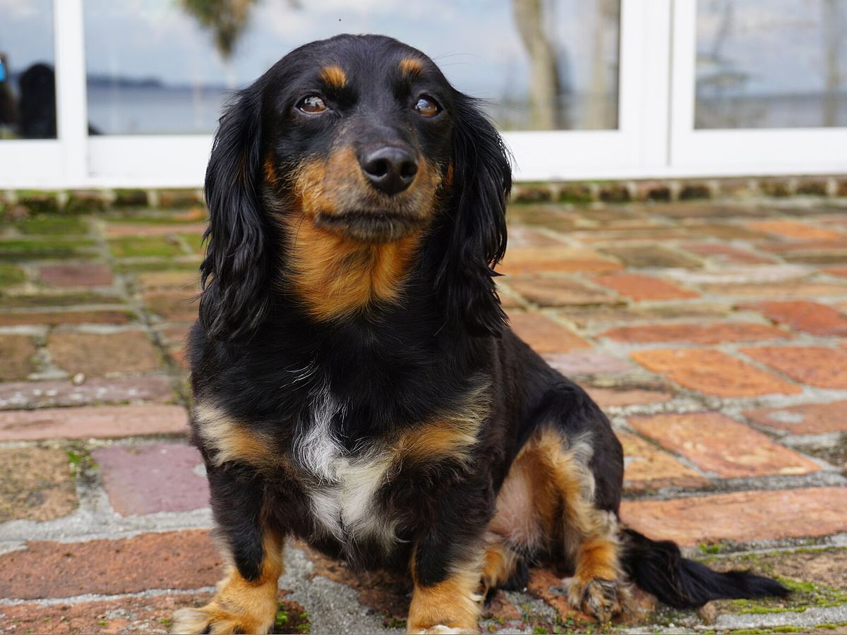 Chiweenie