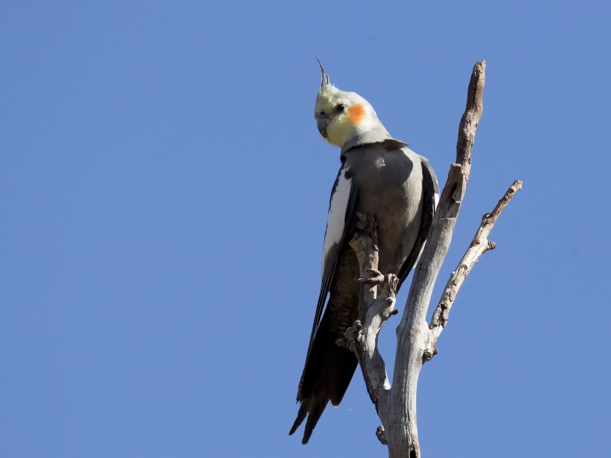 Cockatiel