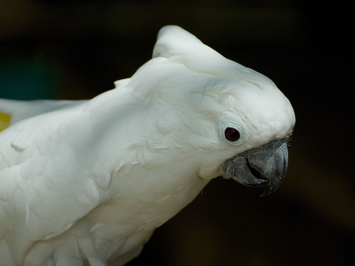 Cockatoo