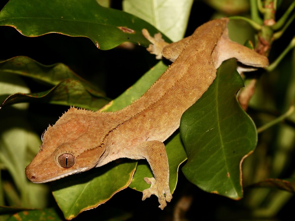 Crested gecko