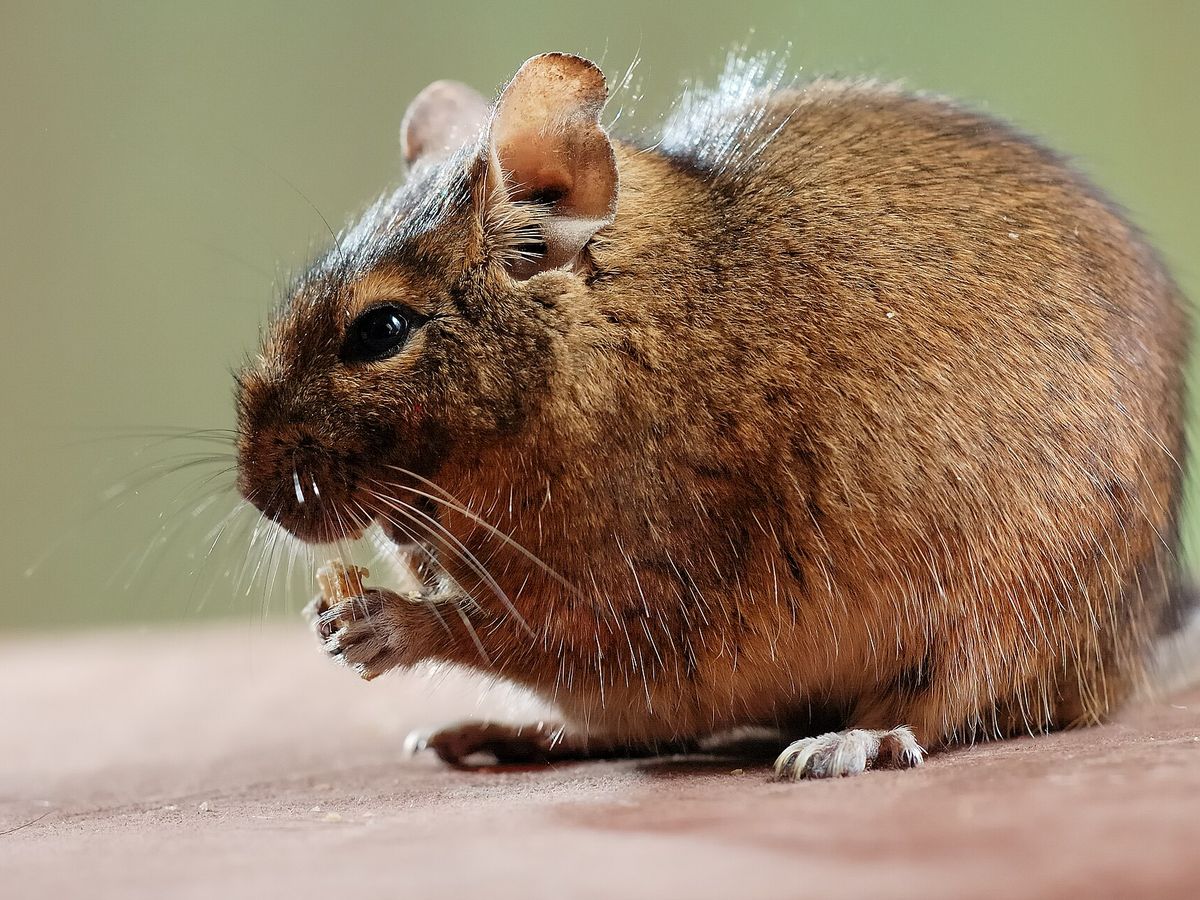 Degu