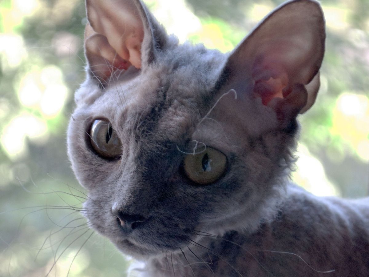 Devon Rex