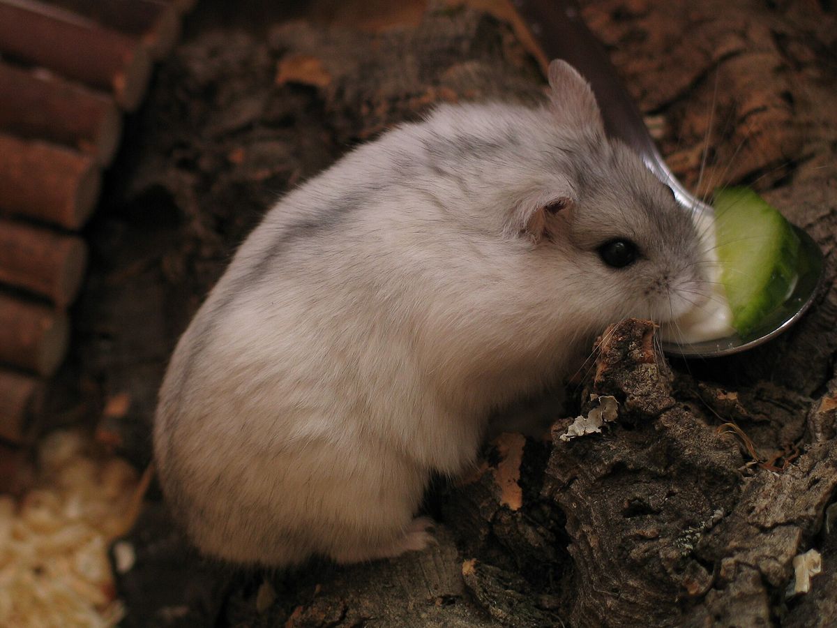 Dwarf hamster