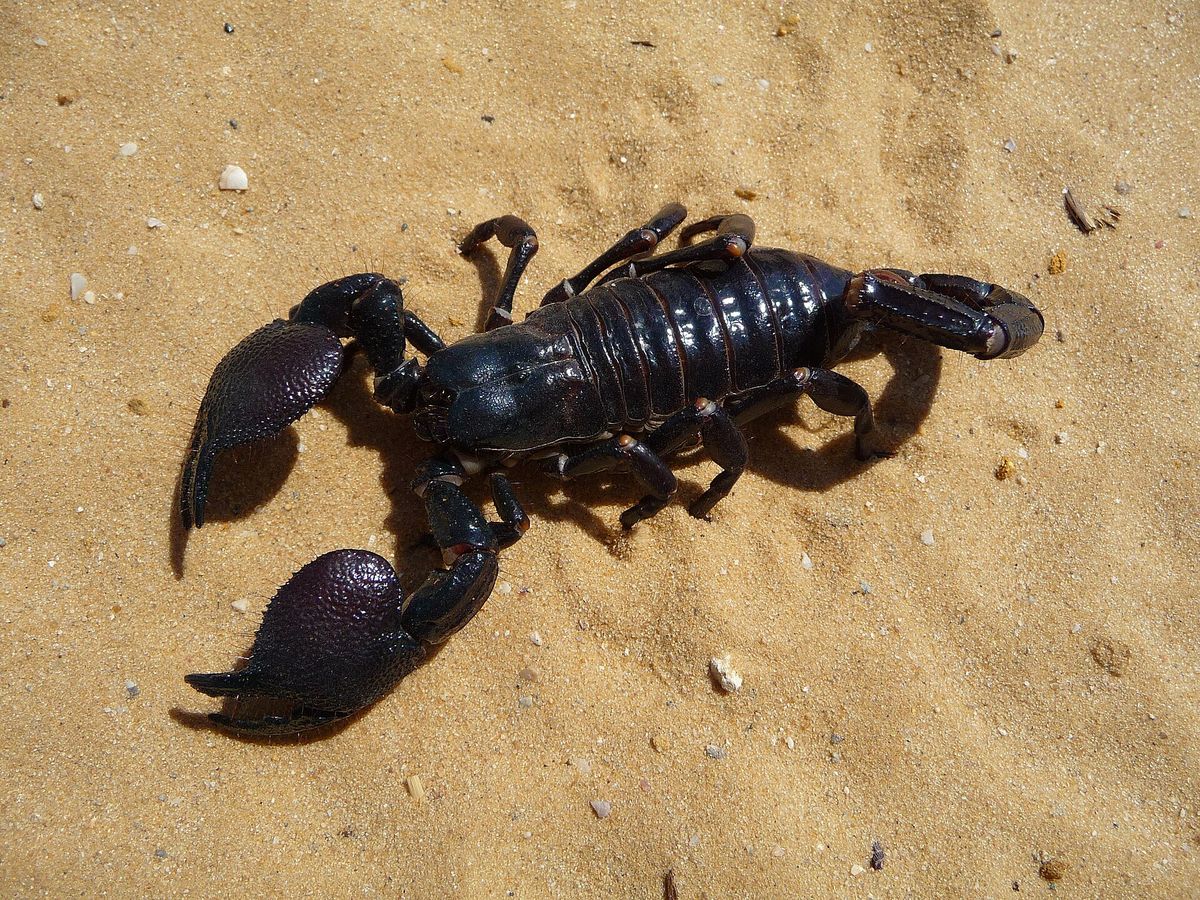 Emperor scorpion