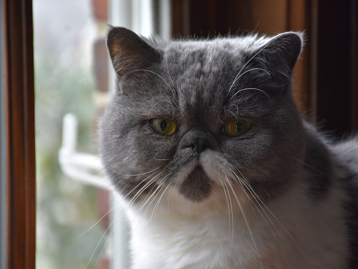 Exotic Shorthair