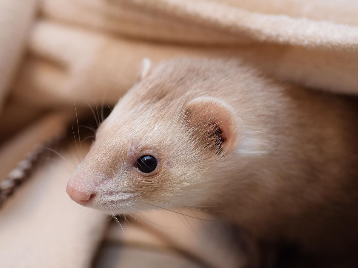 Ferret