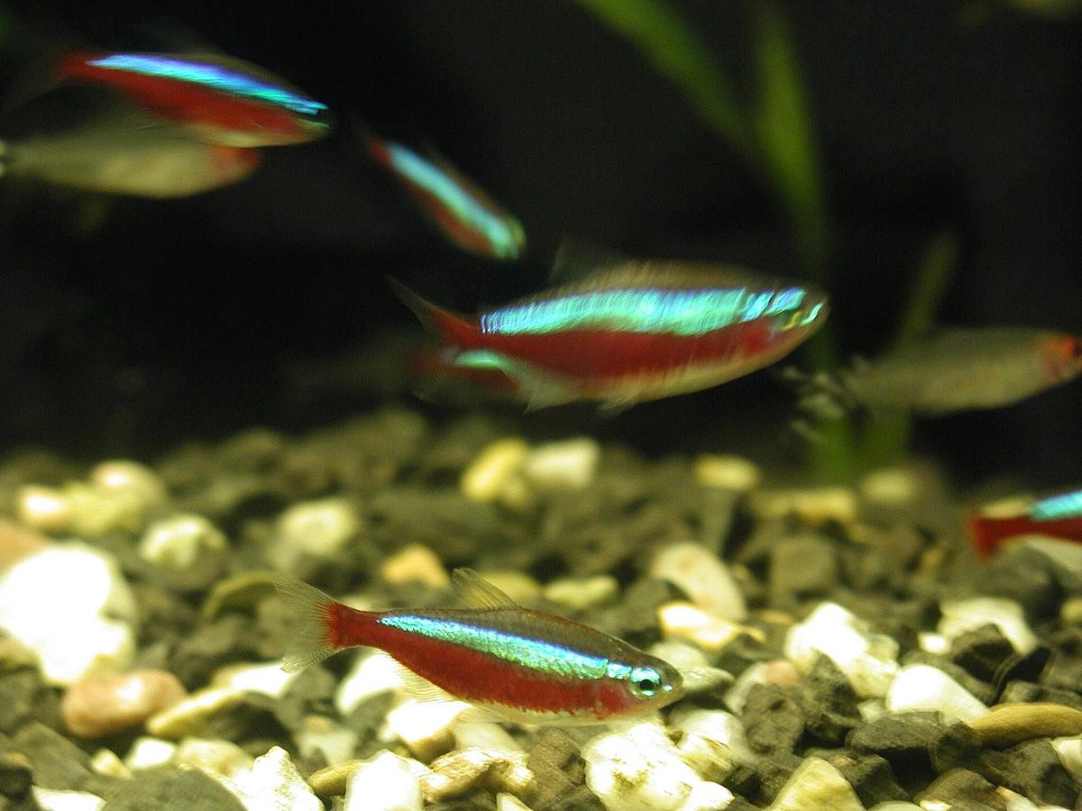 Freshwater community tank