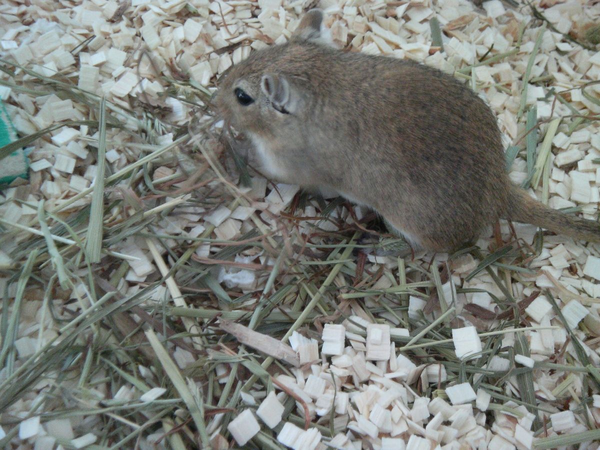 Gerbil