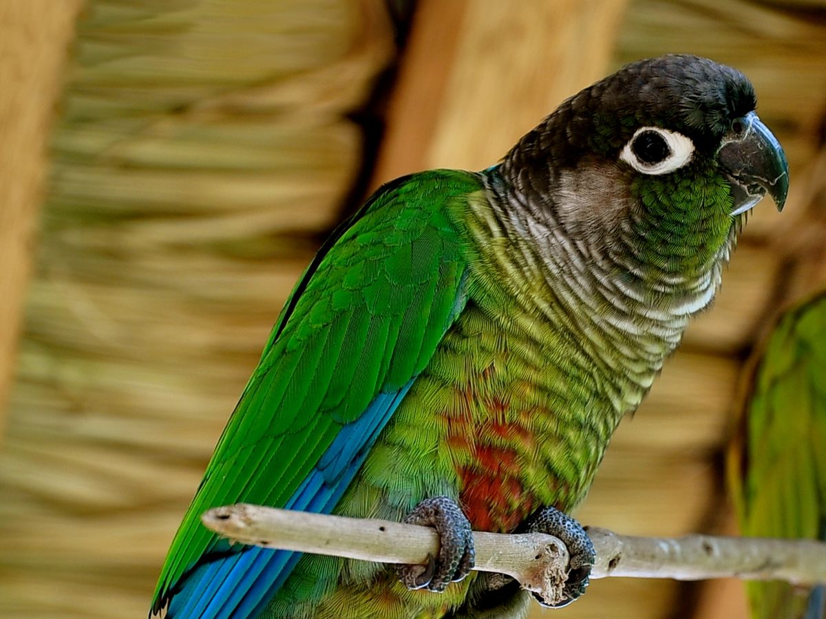Green-cheeked conure