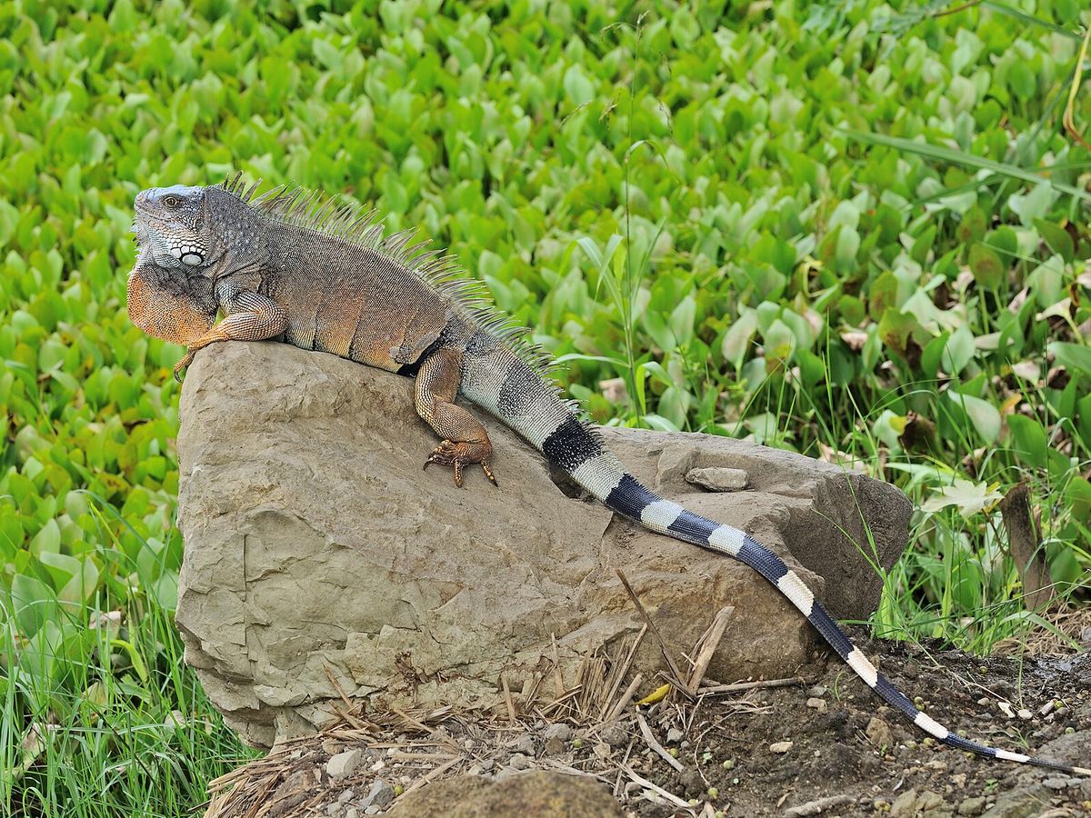 Green iguana