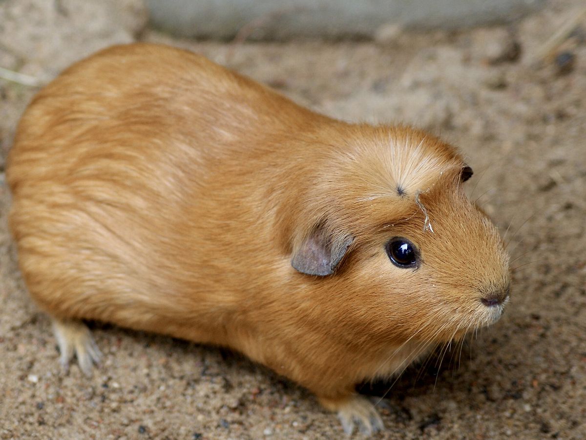 Guinea pig