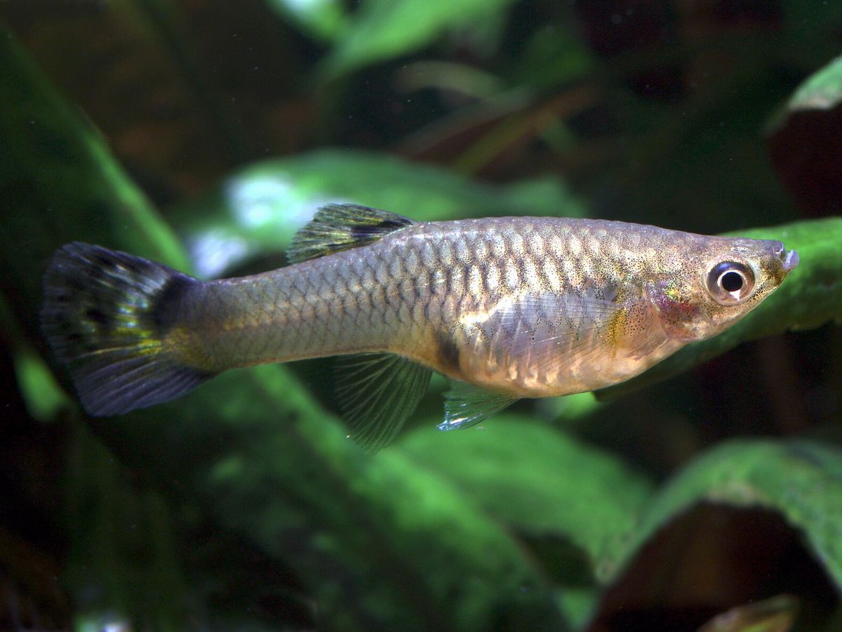 Guppies