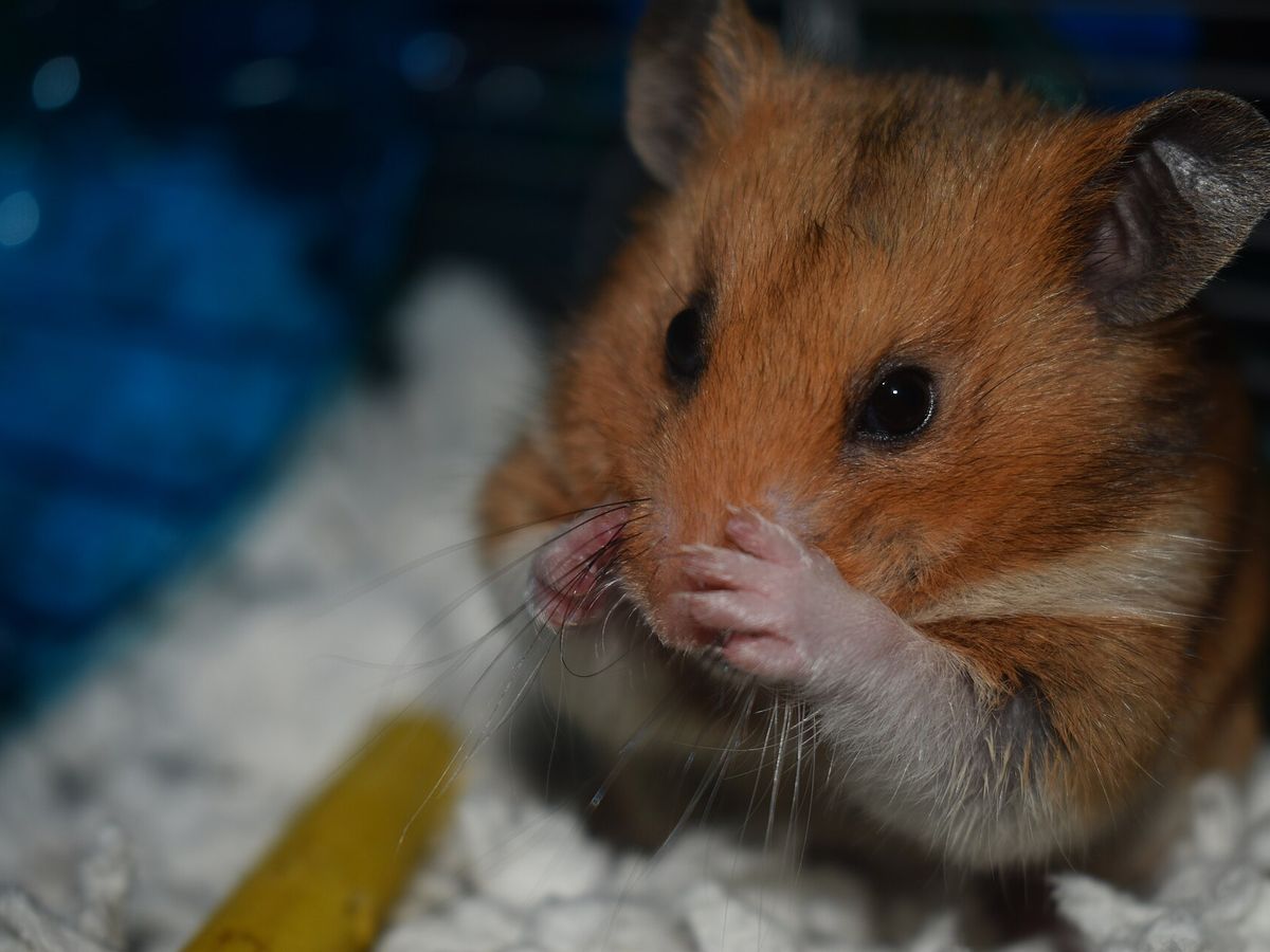 Hamster