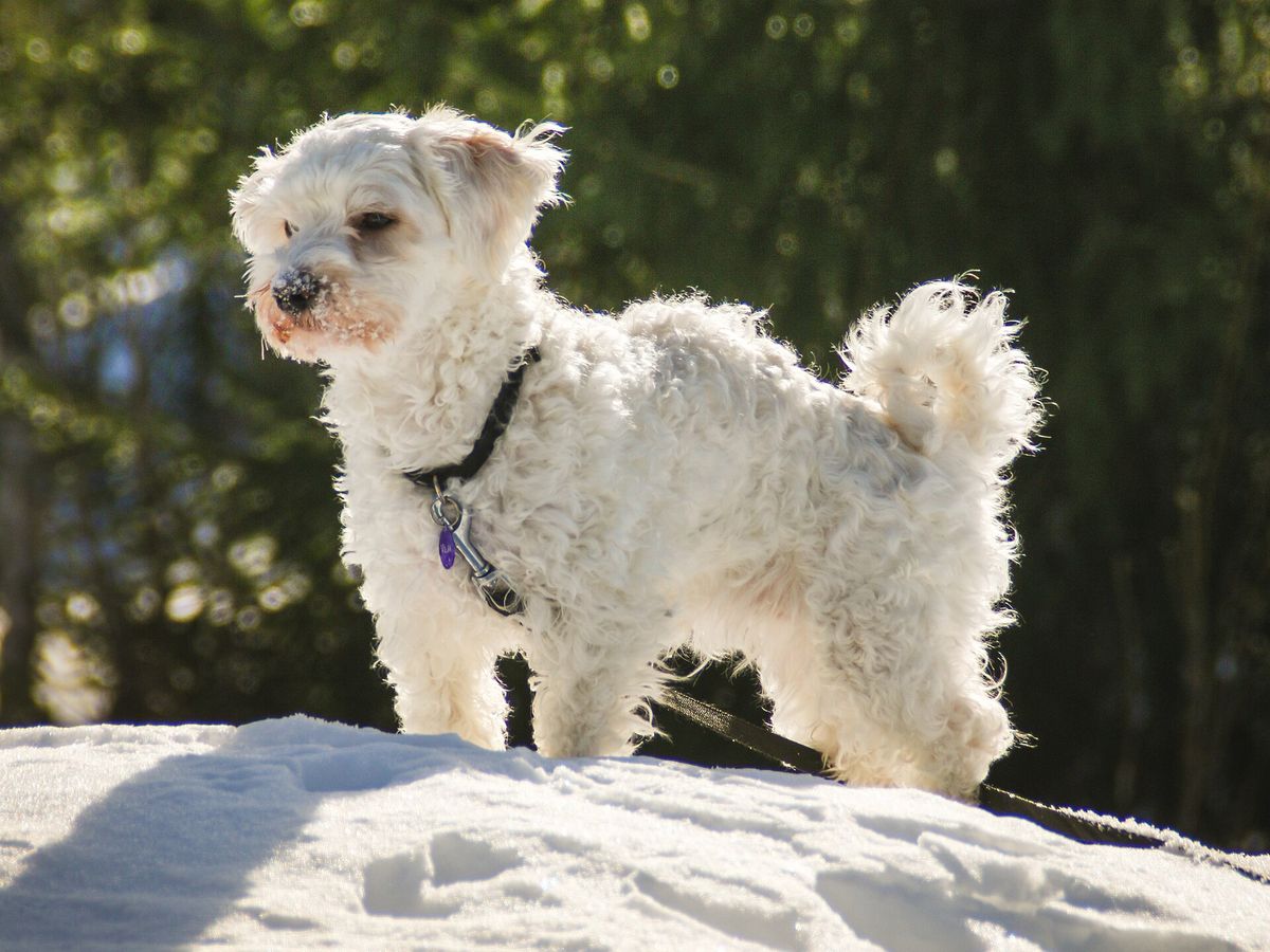 Havanese