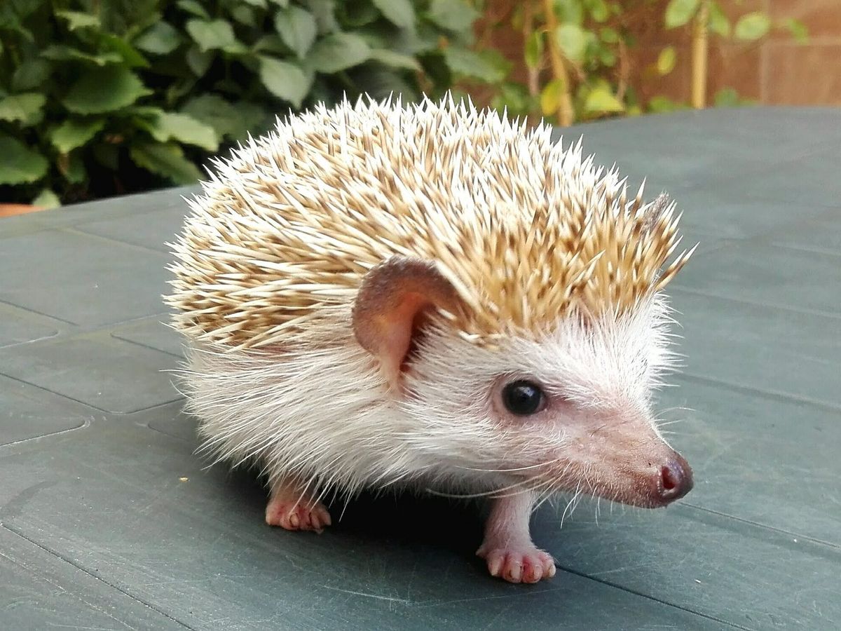 African pygmy hedgehog