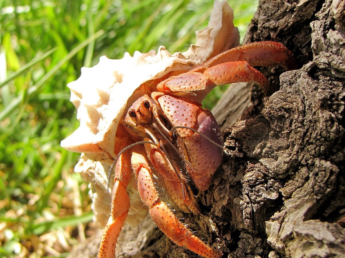 Land hermit crab