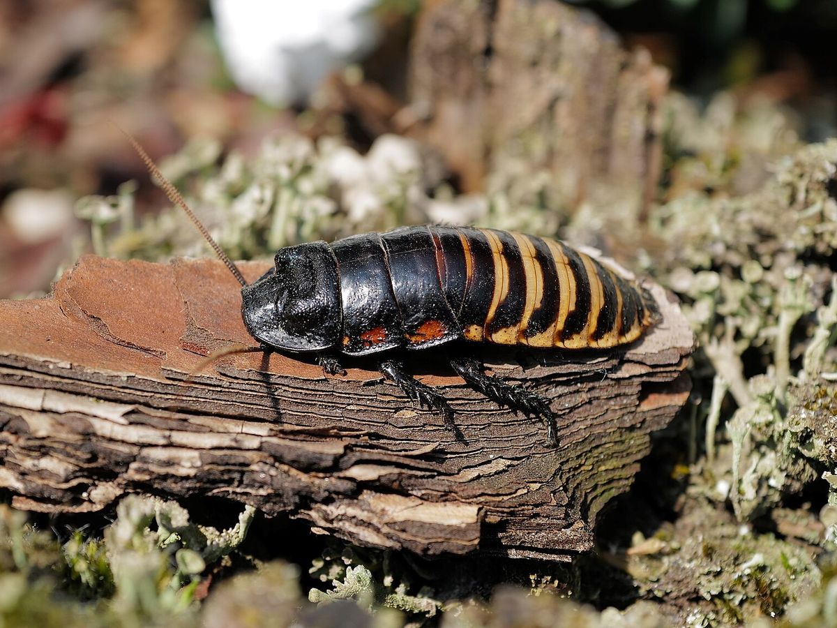 Madagascar hissing cockroach