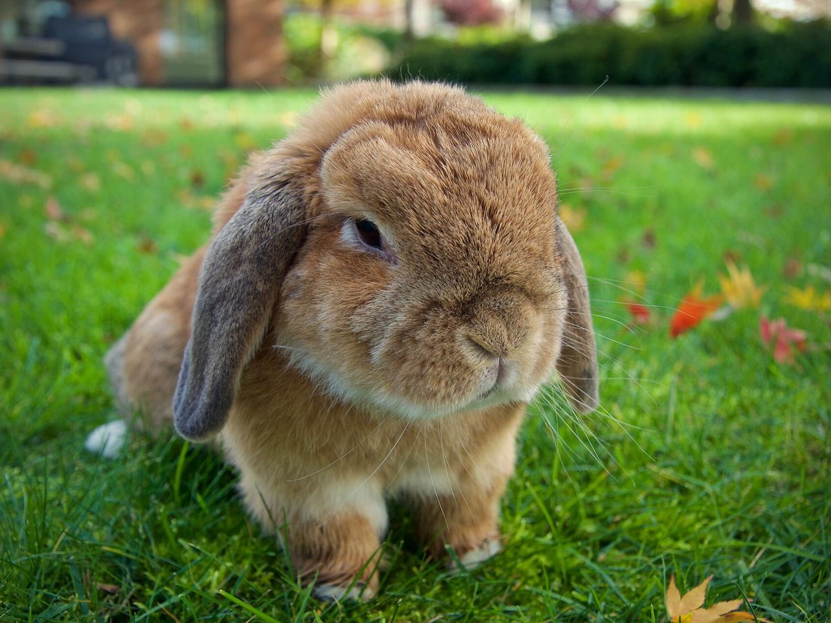 Holland Lop