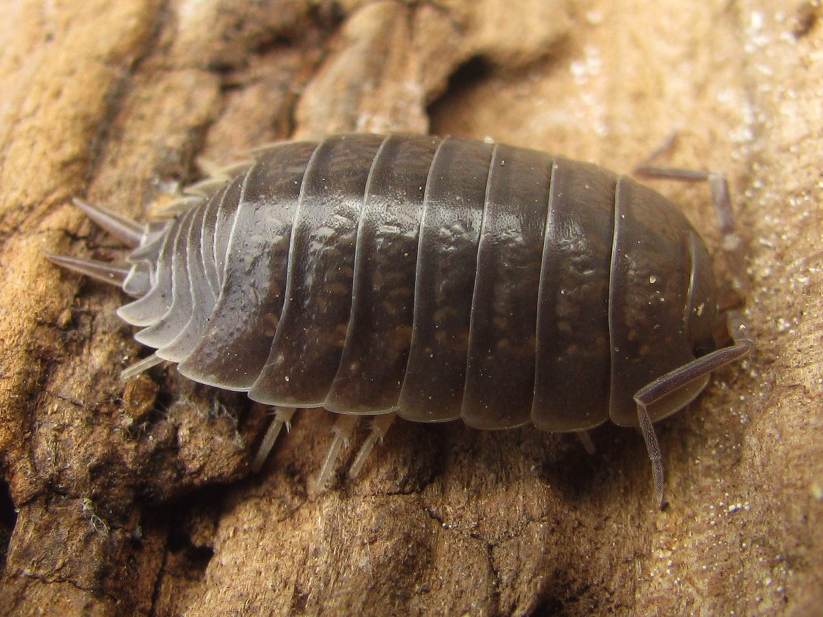 Isopod colony