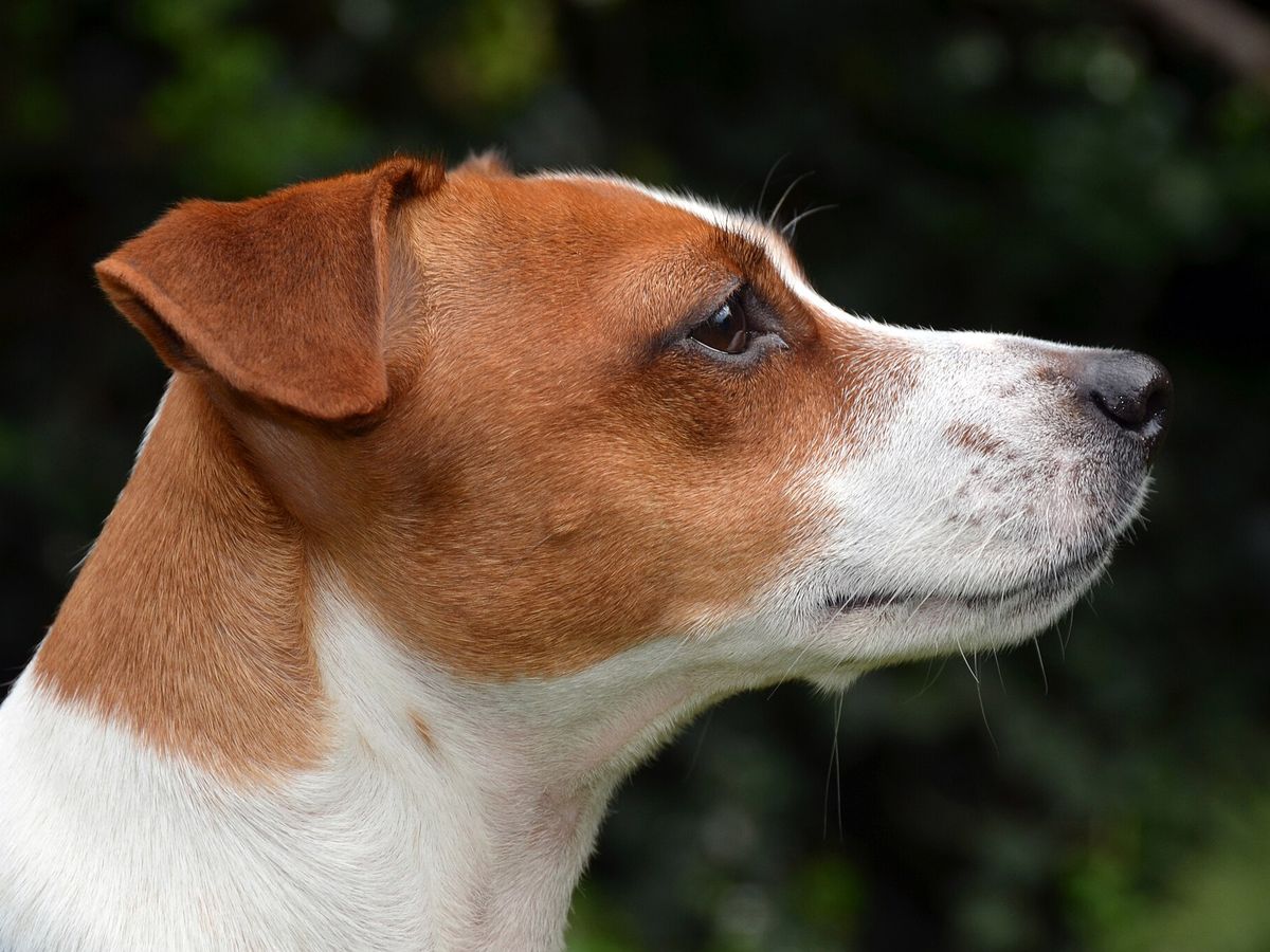 Jack Russell Terrier