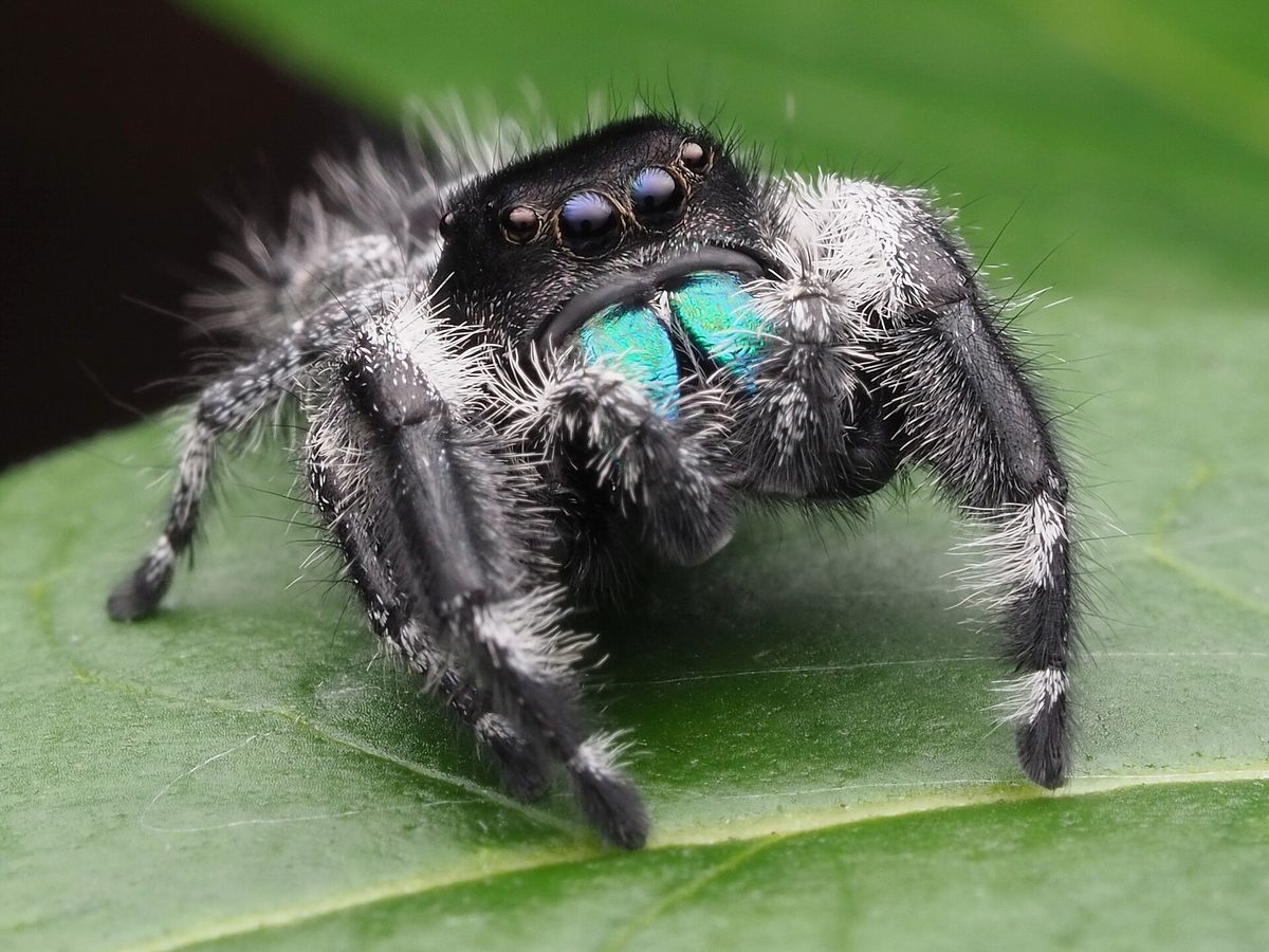 Jumping spider