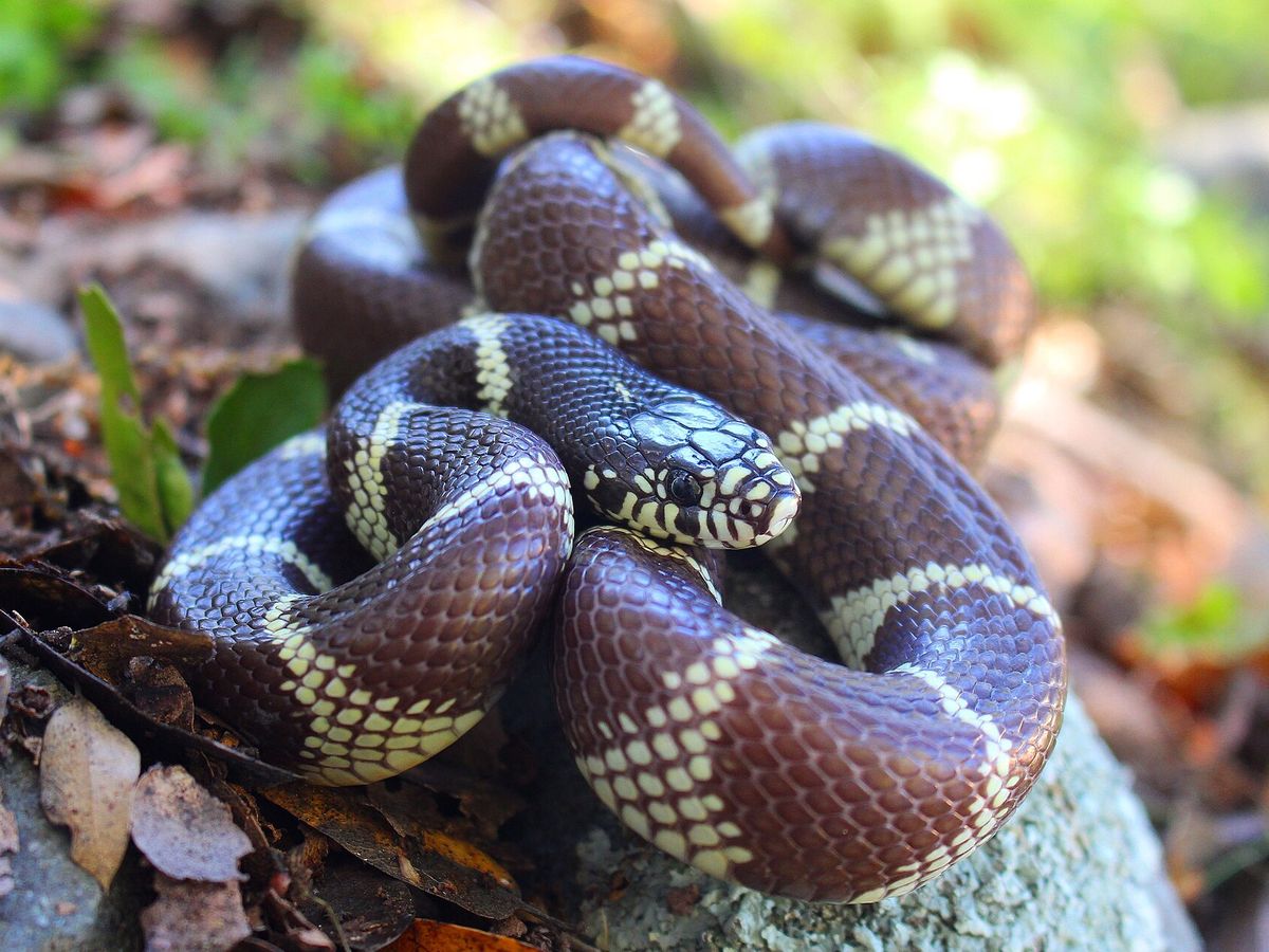 Kingsnake